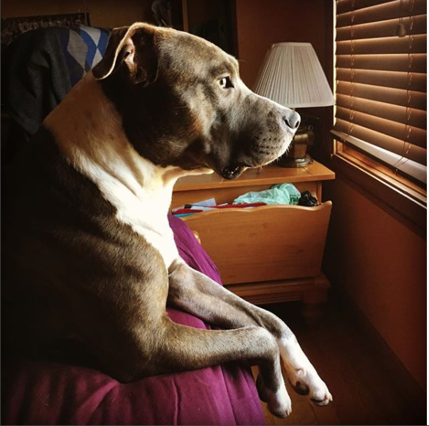 Thank You for Giving Benny a Chance to Come Home to His Family