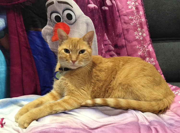 Thank You for Helping Our Sweet Simon