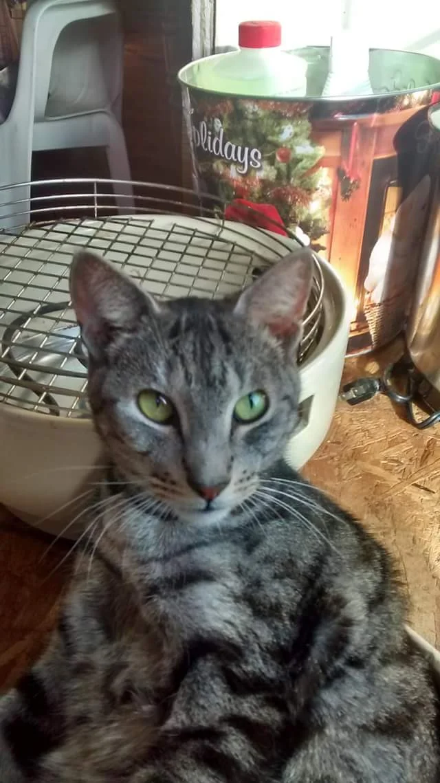 Thank you for all of your help! Blaine is doing well!