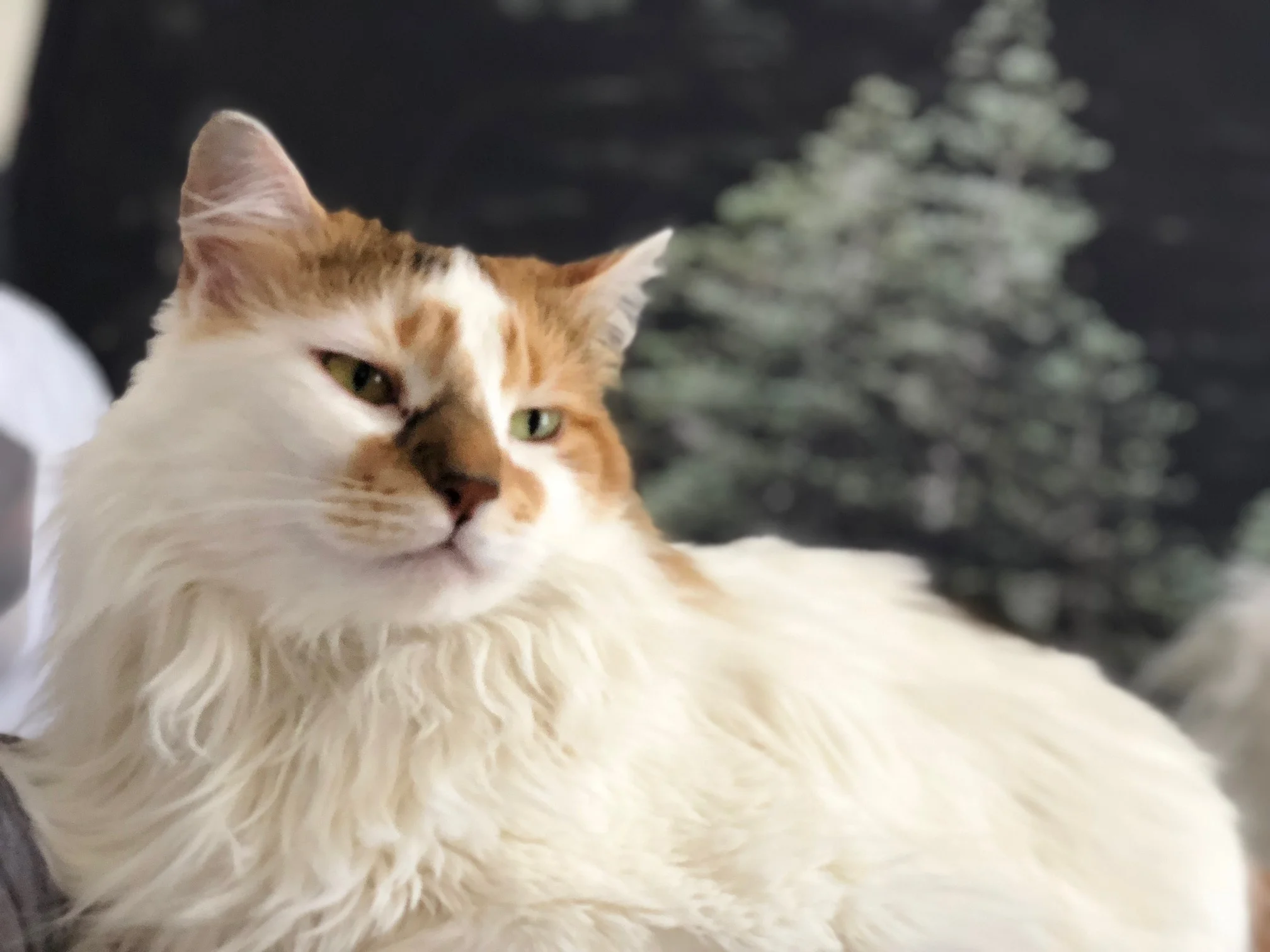 Thank You for this Incredible Gift. My Angel Samoa is on Her Way to Her Loving Self!