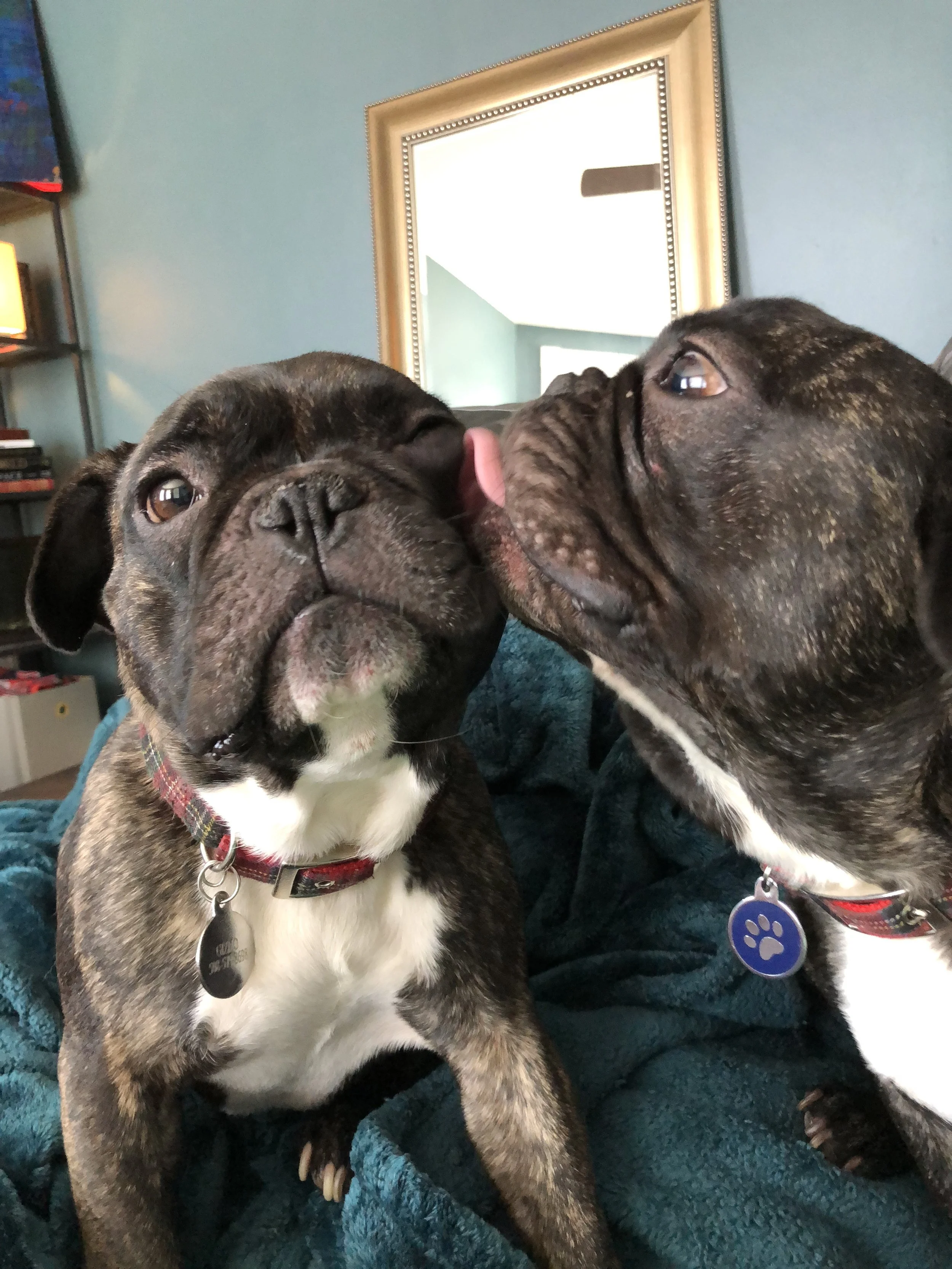 Thank You for Helping Milo...Frankie's Friends is a Blessing