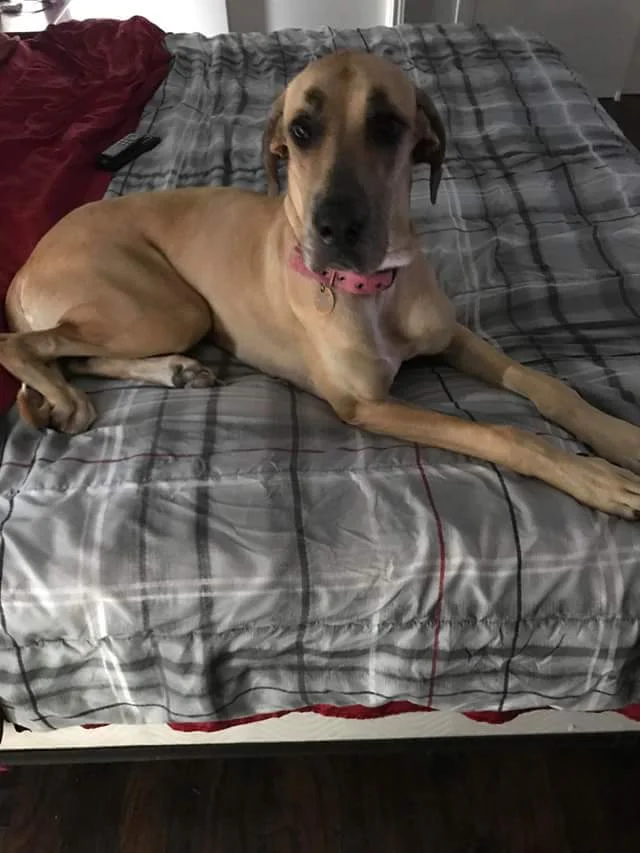 Without Your Help Samantha Would Not Have Made it Through the Night