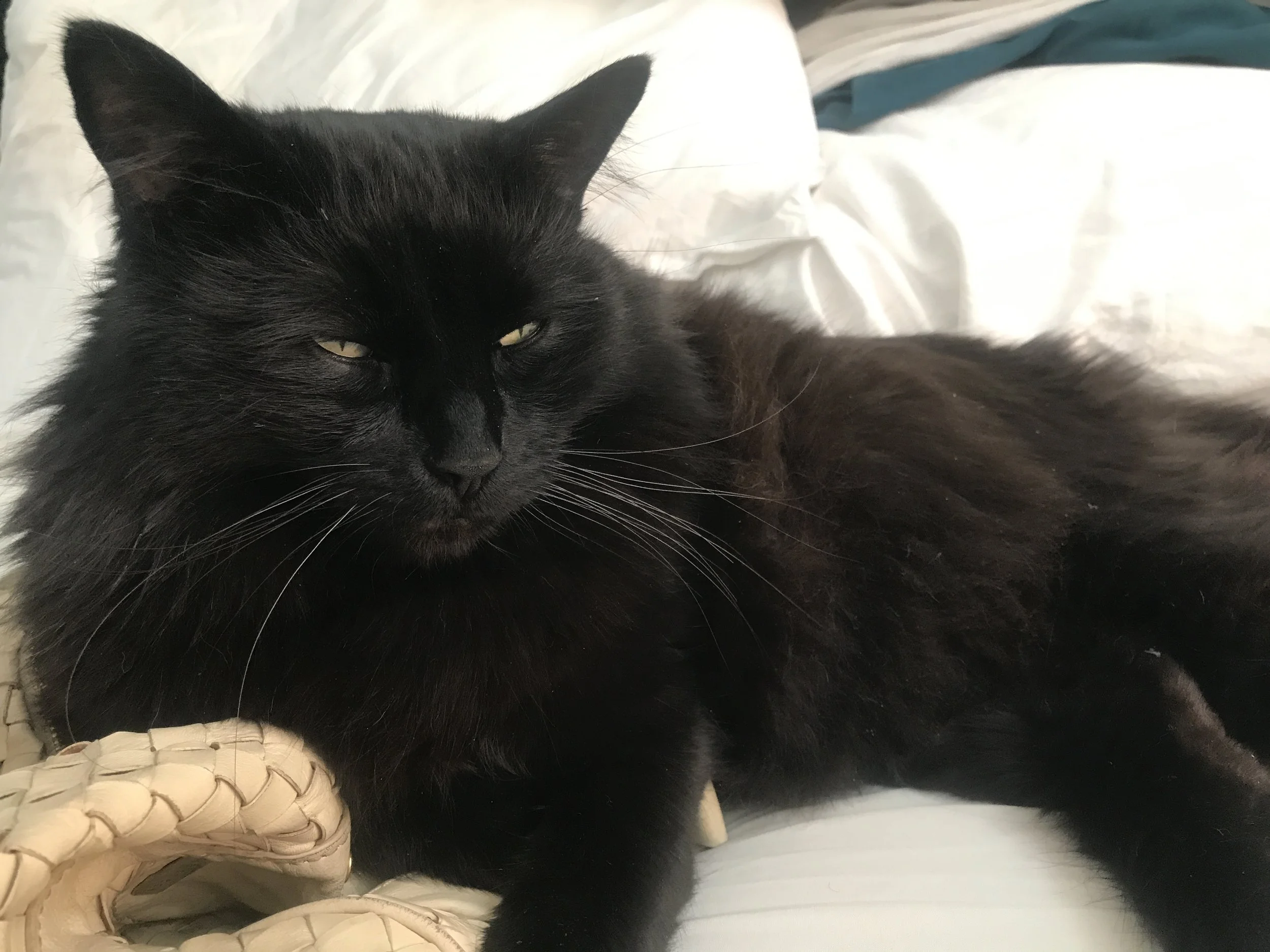 Thank You for Helping My Beloved Baby Eli.