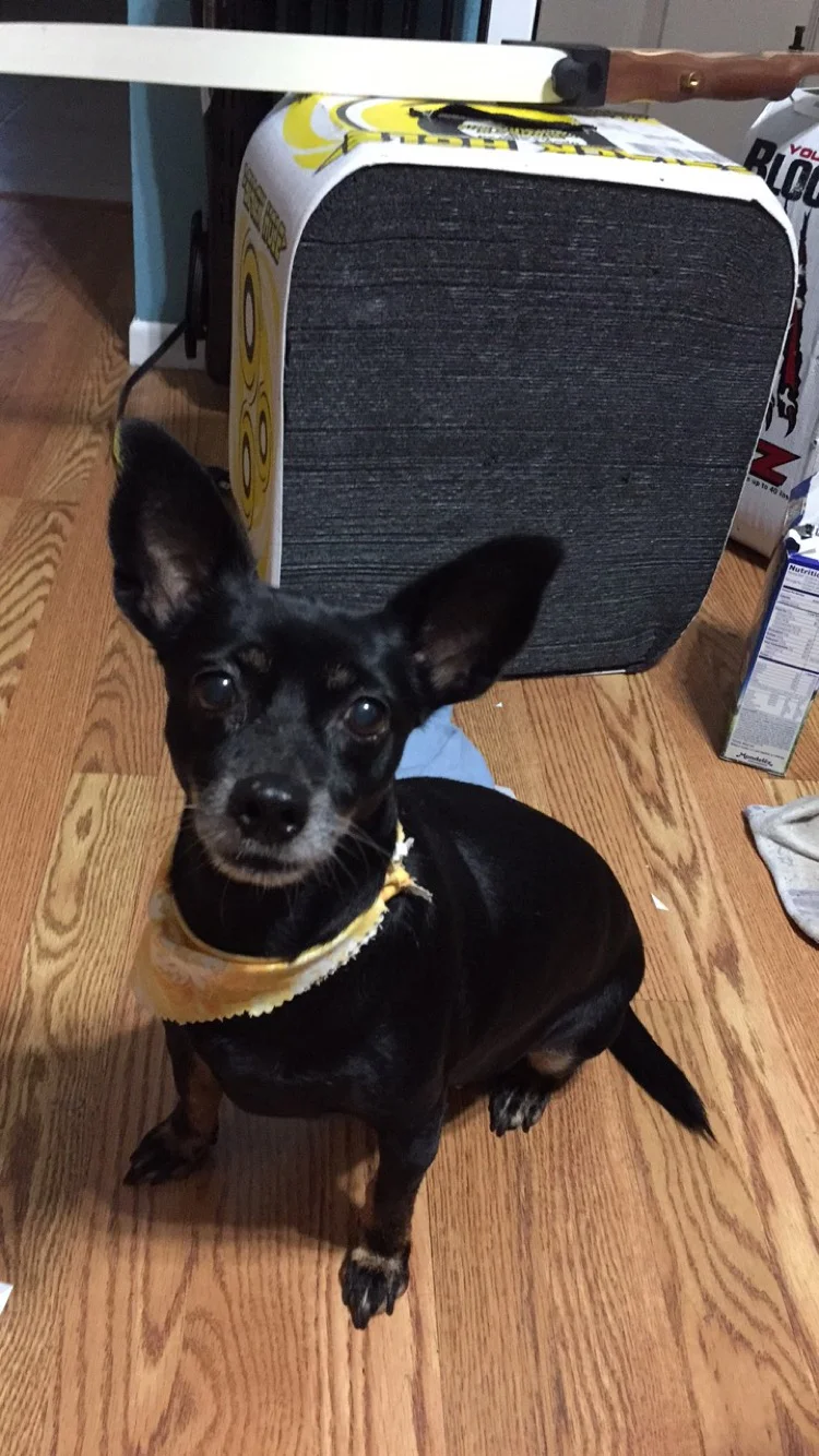 Thank You for Helping to Save Maya, She is a Very Important Part of Our Family