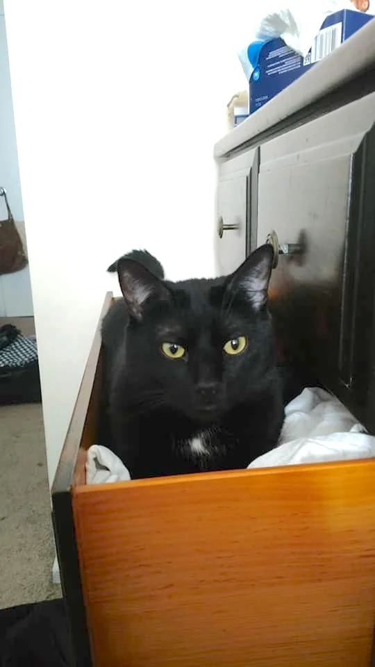 We Cannot Thank You Enough for Bringing Our Boy Bentley Home!