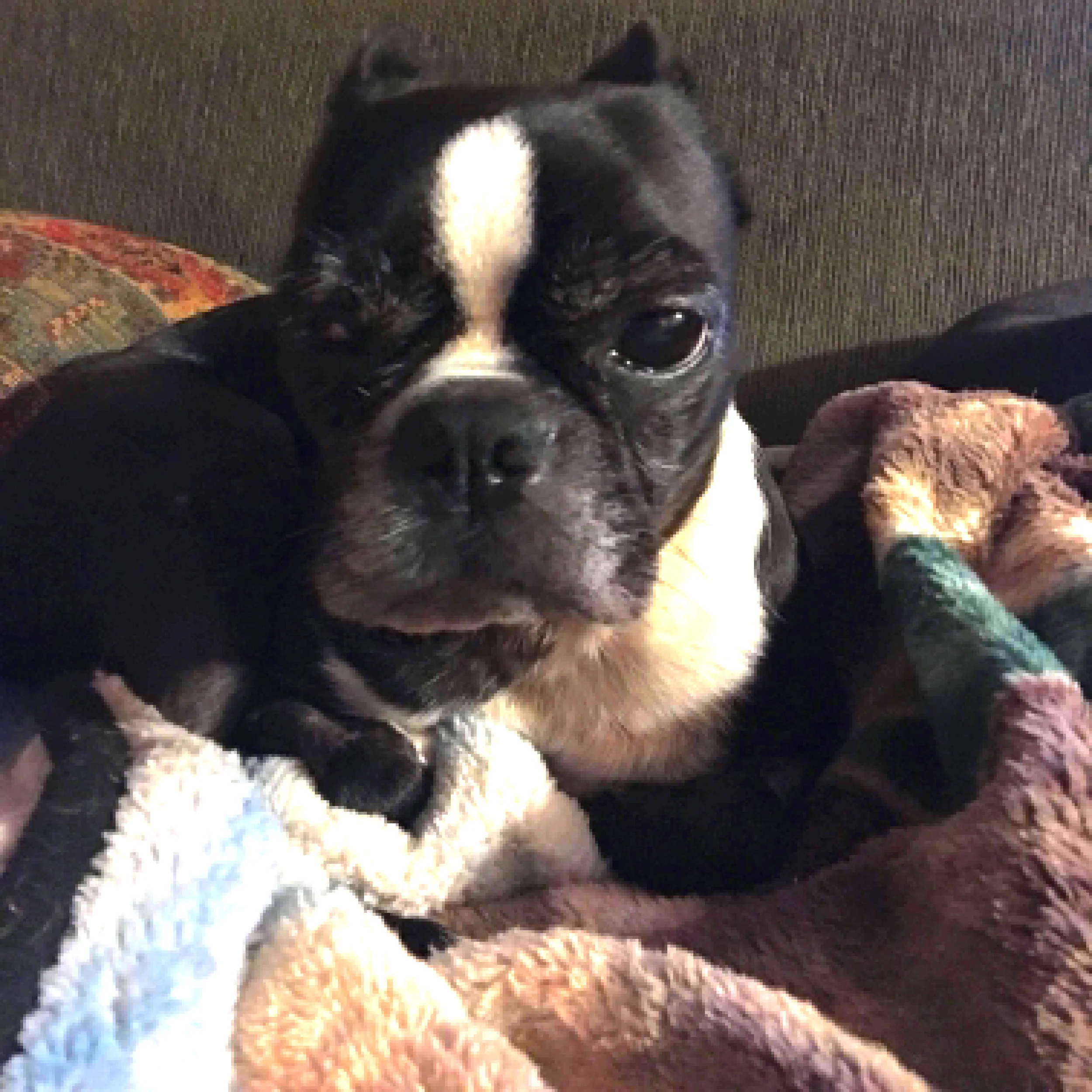 Thank You for Helping to Save Our Service Dog Bear's Life