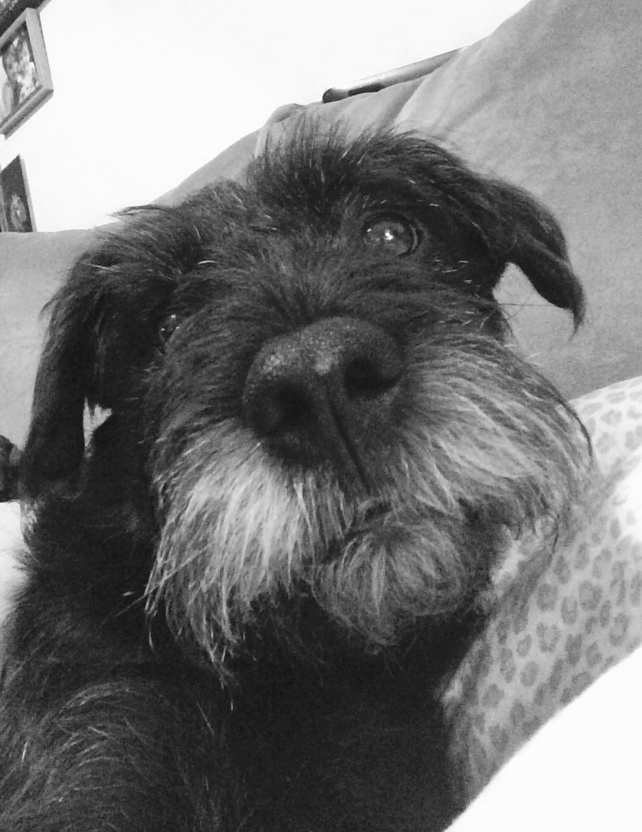 Thank You for Your Thoughts, Prayers and Donations for Shadow!