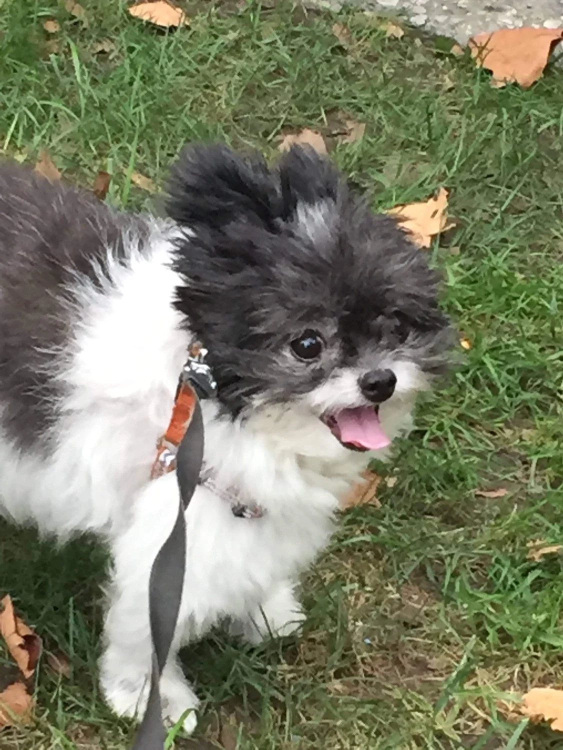 In Loving Memory of Ruby