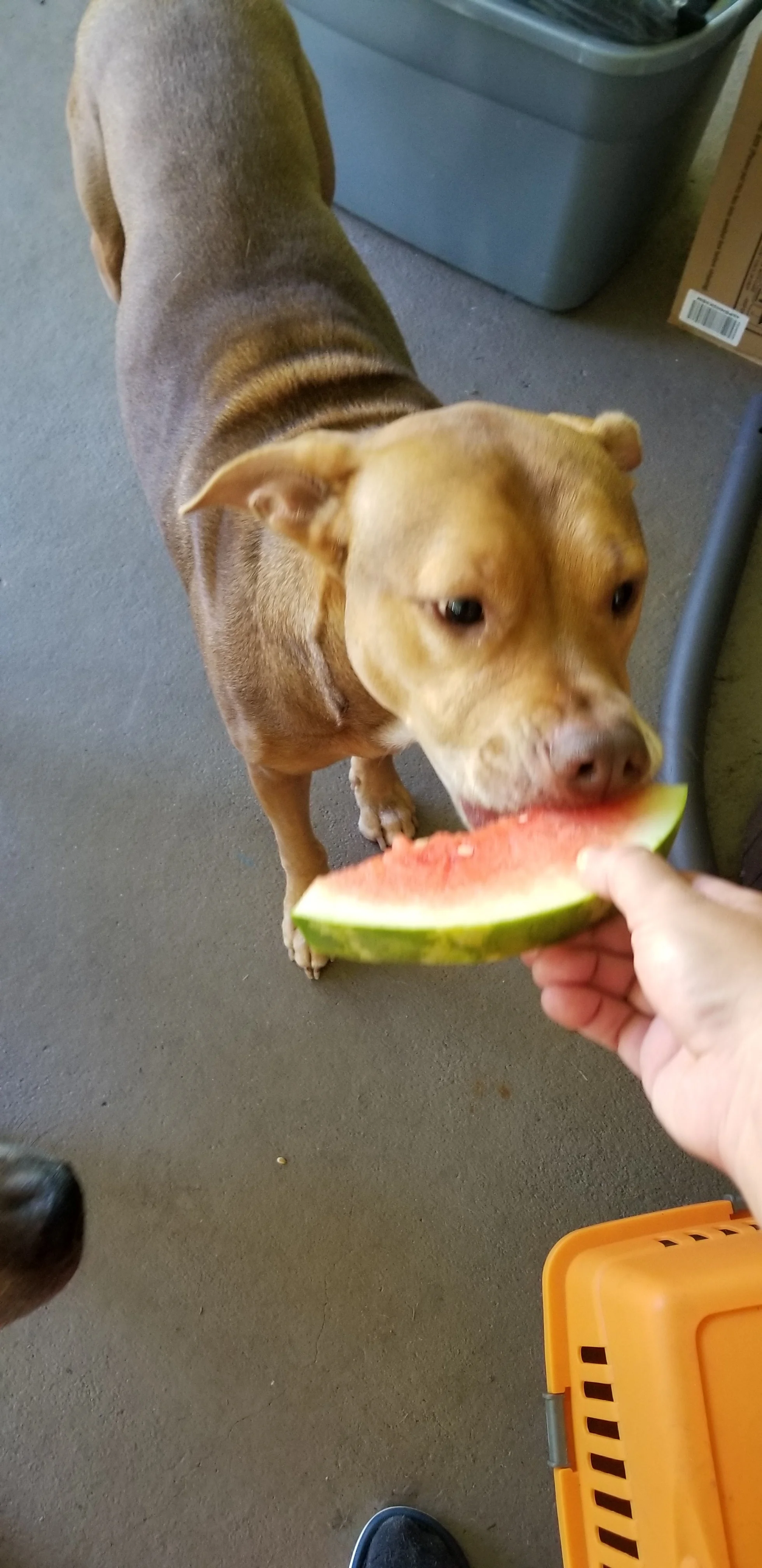 Marley now.jpg
