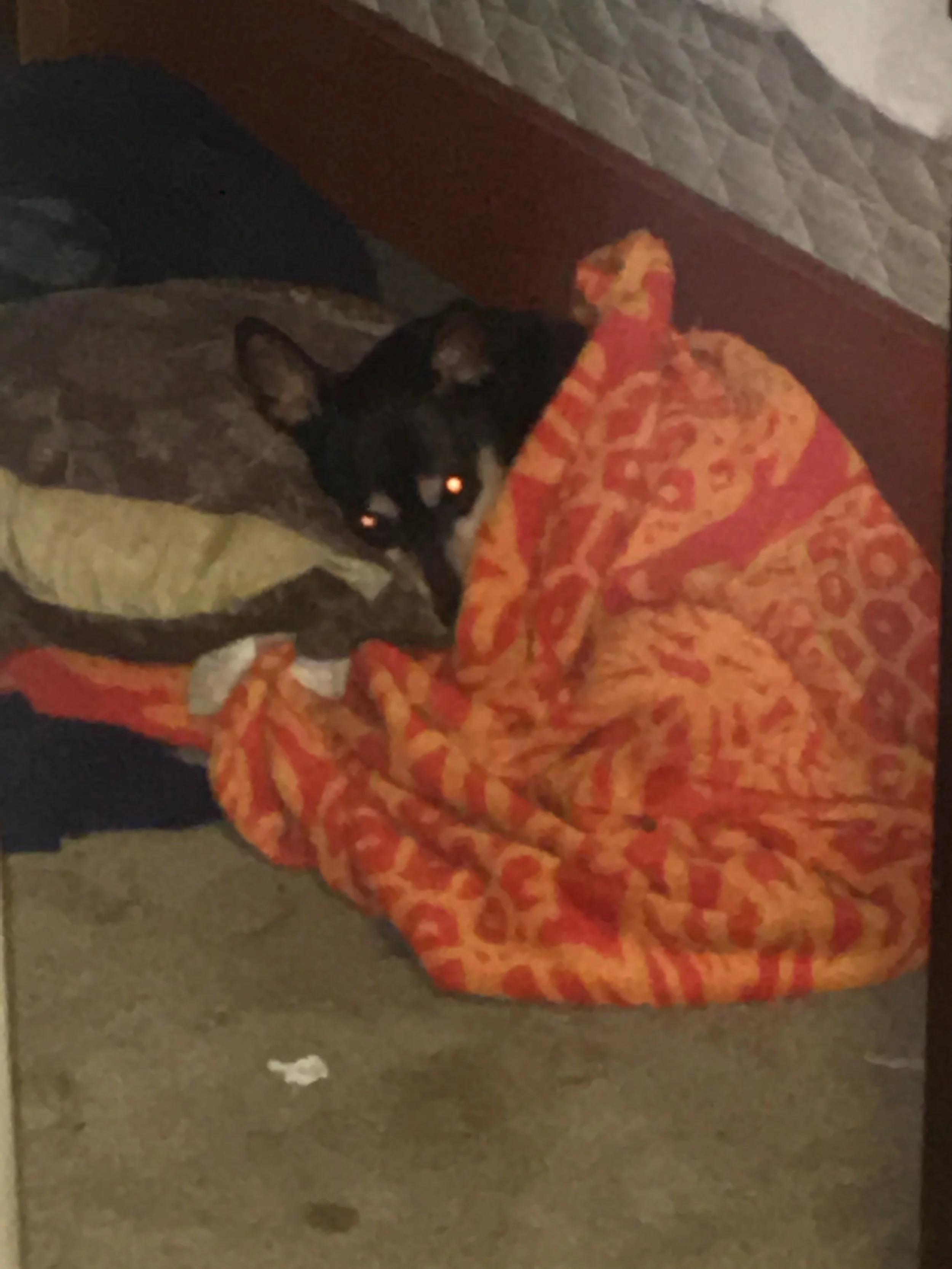 Thank You for Helping to Save Cheddar