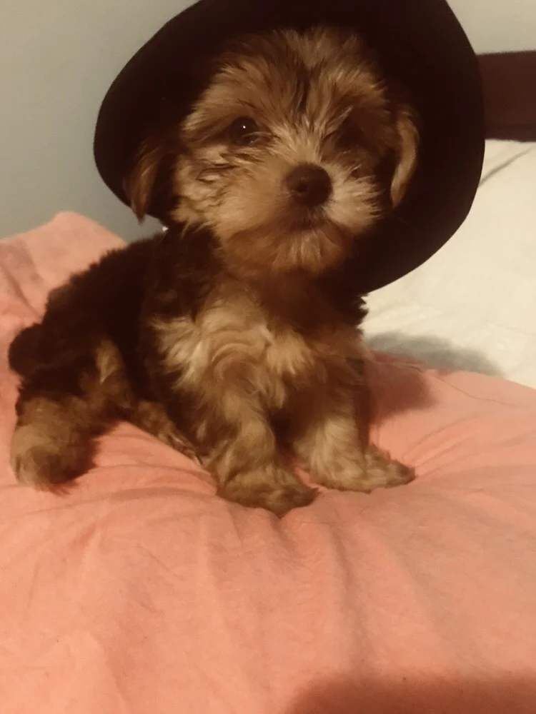 Thank You for Helping to Save an Important and Cherished Member of our Family, Our Puppy Bonnie