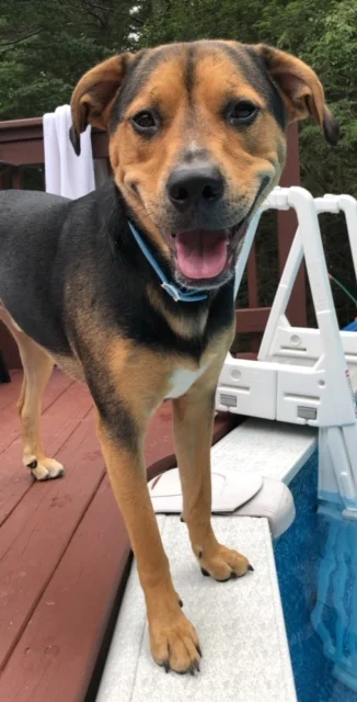 Immeasurable Appreciation and Gratitude for Helping to Save Knox
