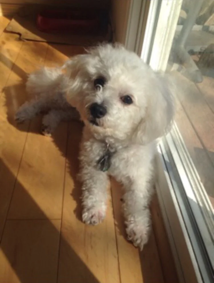 Thank You for Helping to Save Bubba!