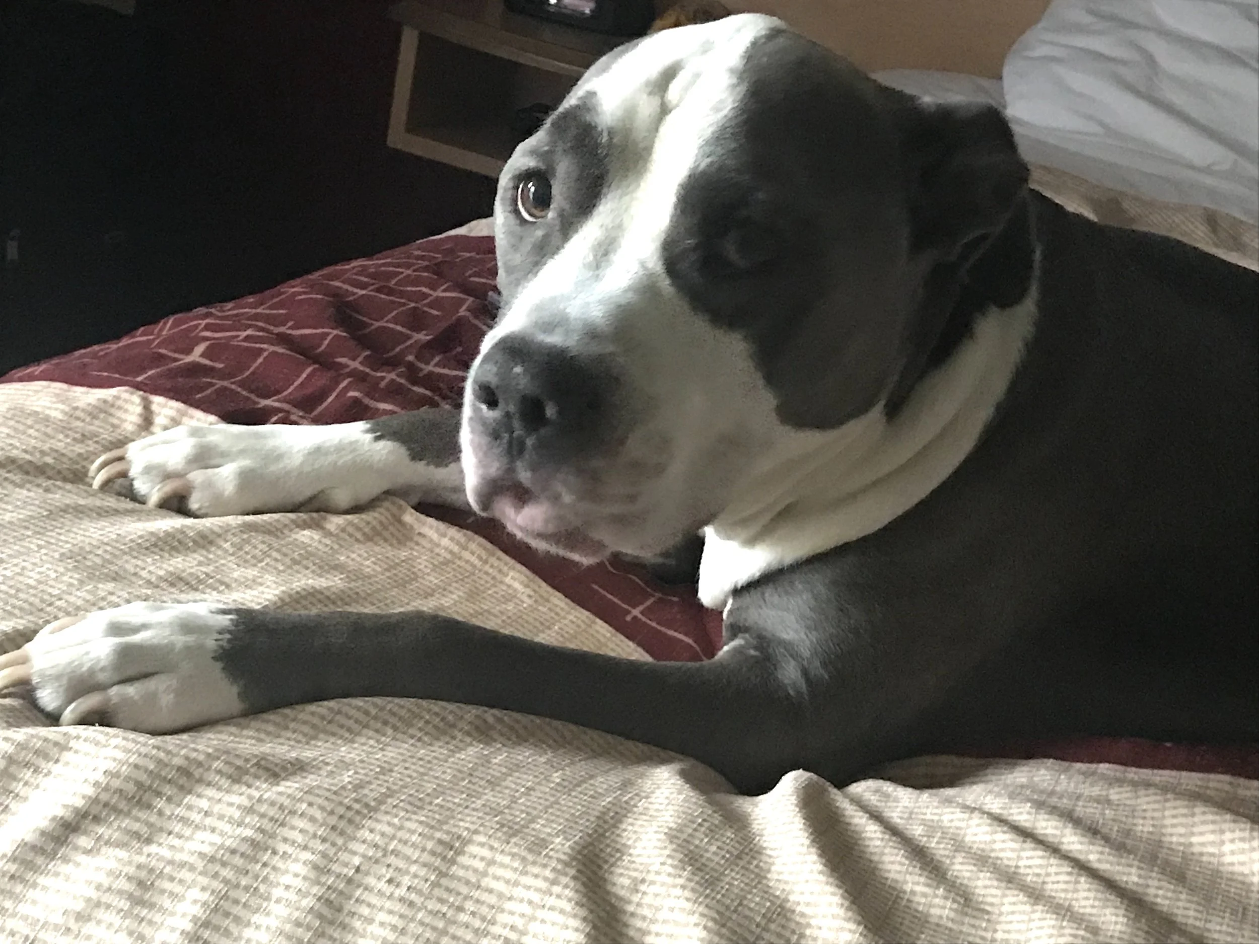 Thank You For Helping Tank, He's the Most Important Thing in My Life!