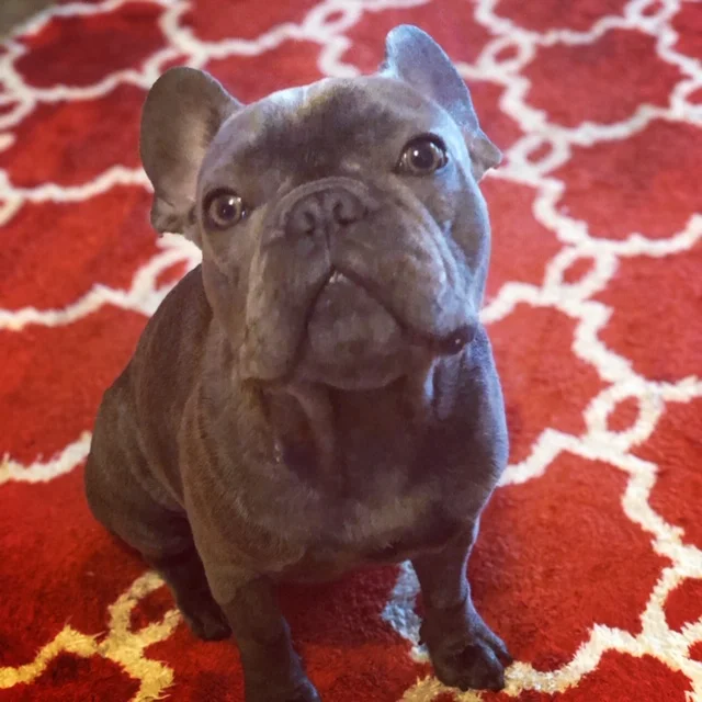 Thank You for Helping Our Puppy Van Gogh Receive the Life Saving Care That He Needed!