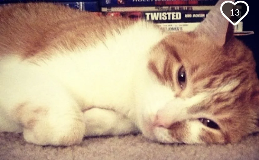 Thank You For Saving My Cat's Life, Kitty Witty is the World to Us