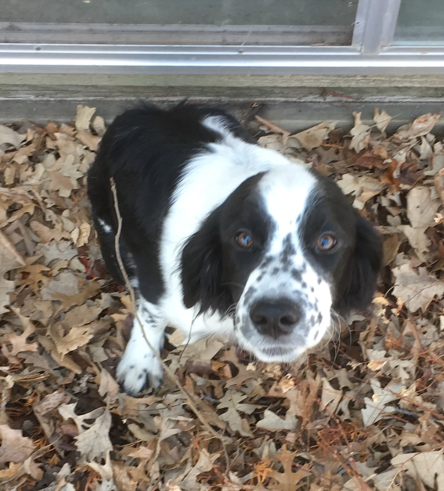 Thank You for Helping Indy, My Best Friend, Whole Again