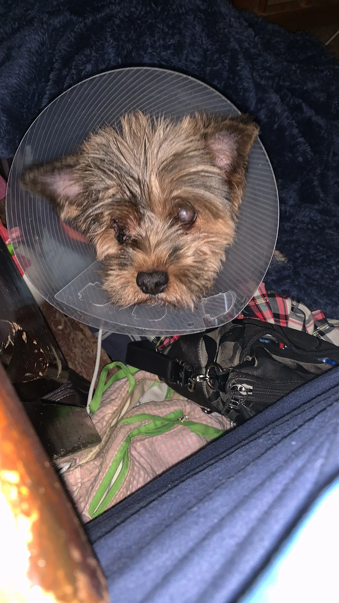 Thank You for Helping To Save Pippy. He's My Family.