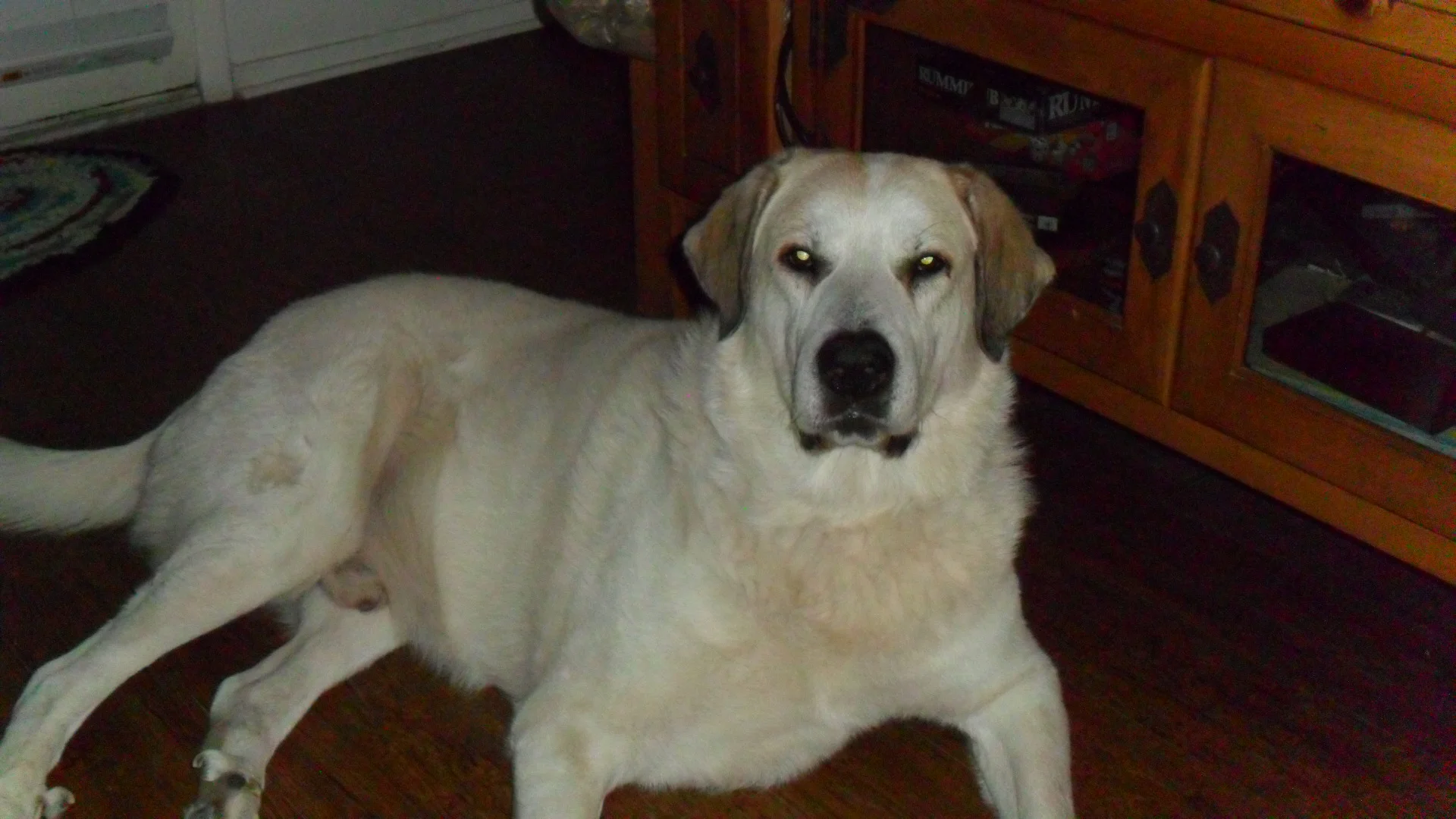 Thank You for Helping Roscoe, He is My World