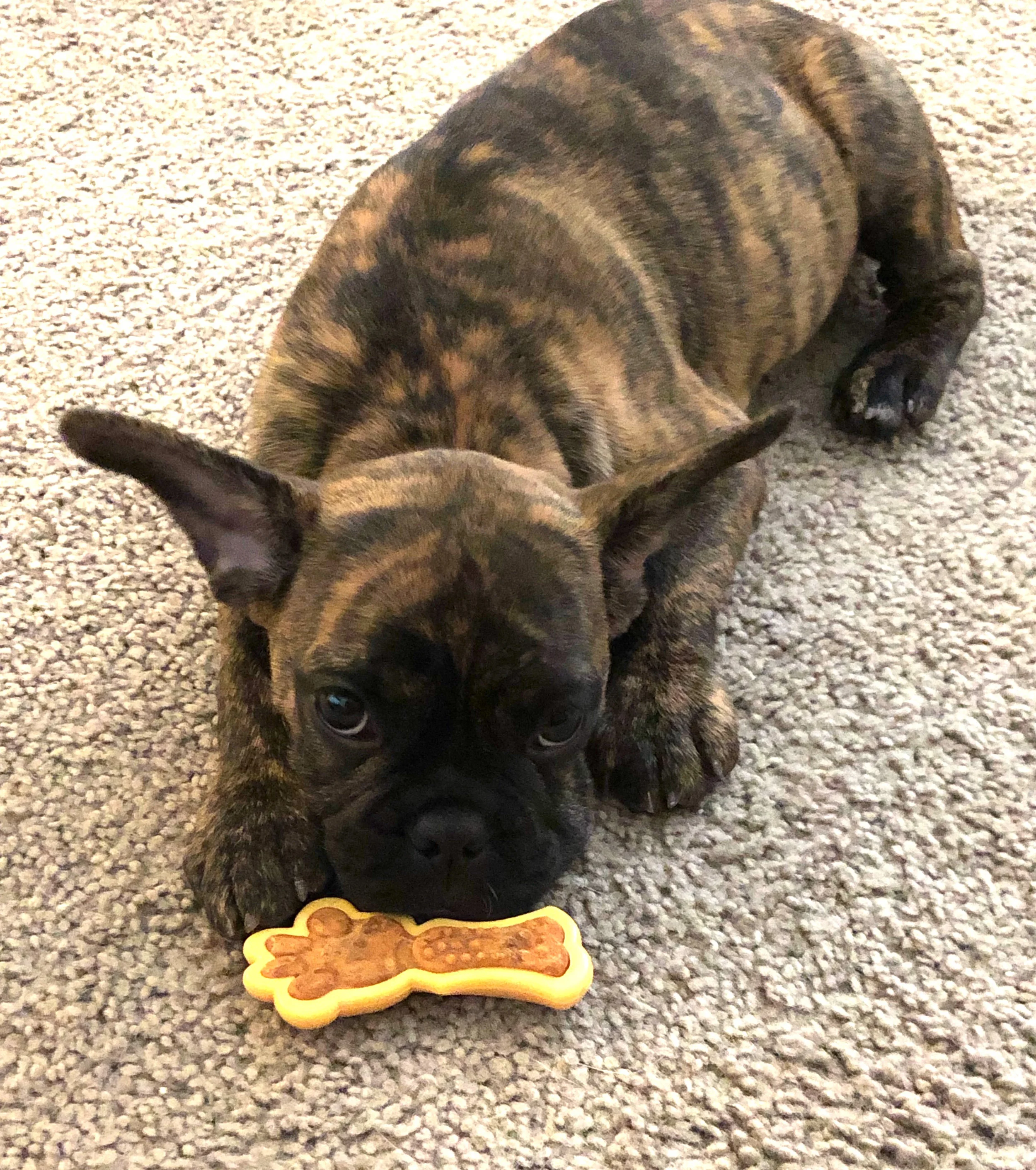 Thank You for Helping My Puppy Stella