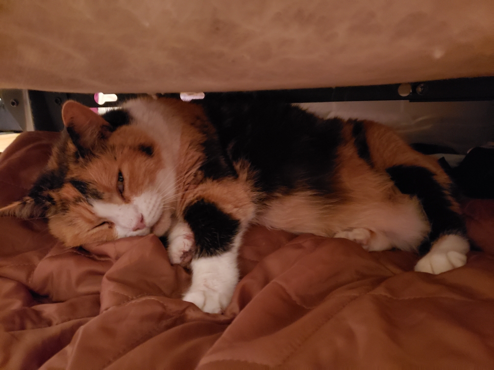 Resized_20190701_051546.jpeg