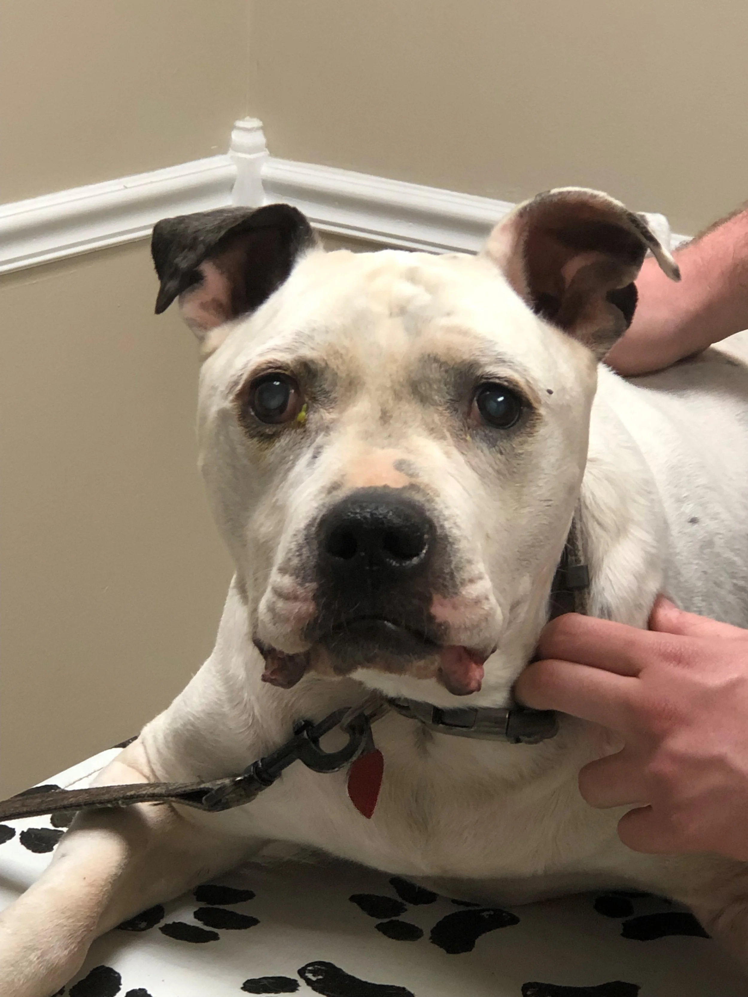 Giving Chance His Sight Back Means So Much To Us, Thank You for Helping Chance to Start Living His Life Again Without Fear