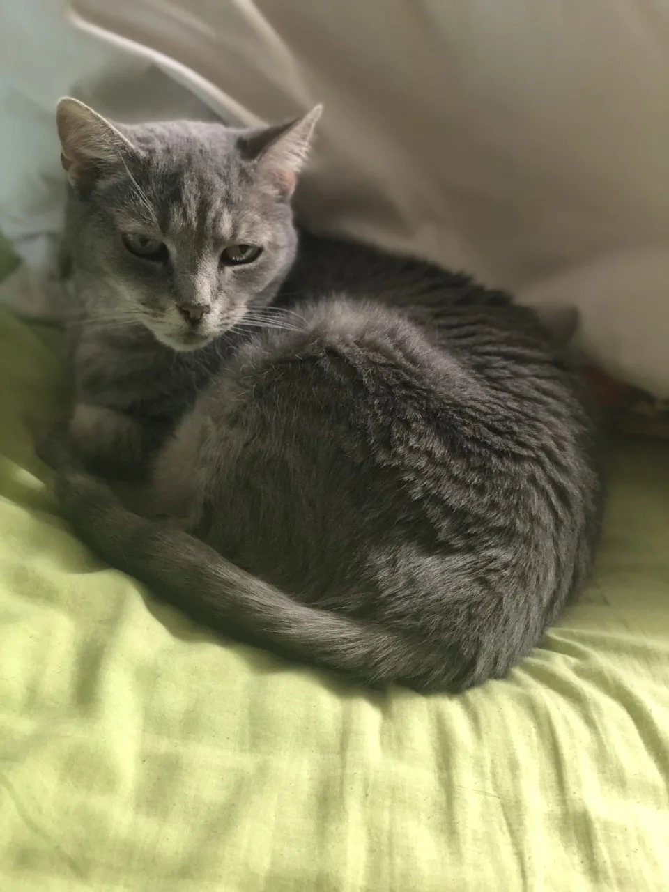 Kitty picture.jpg