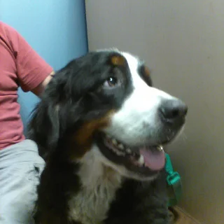 I Am Grateful for Your Help with the Emergency Surgery that Saved Eezobelle's Life