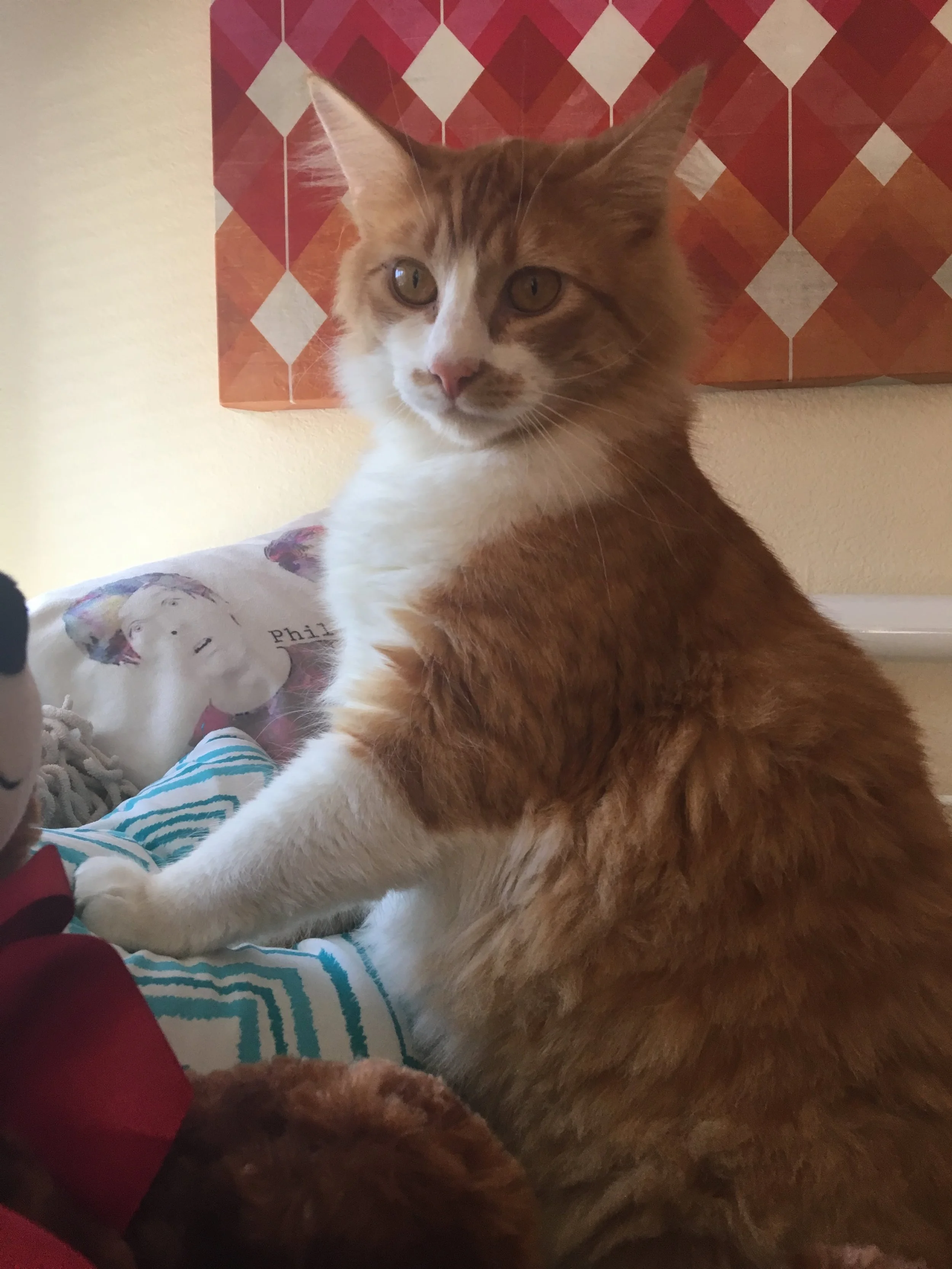 Thank You for Saving the Best Cat in the World, My Amazing Boy Sunny