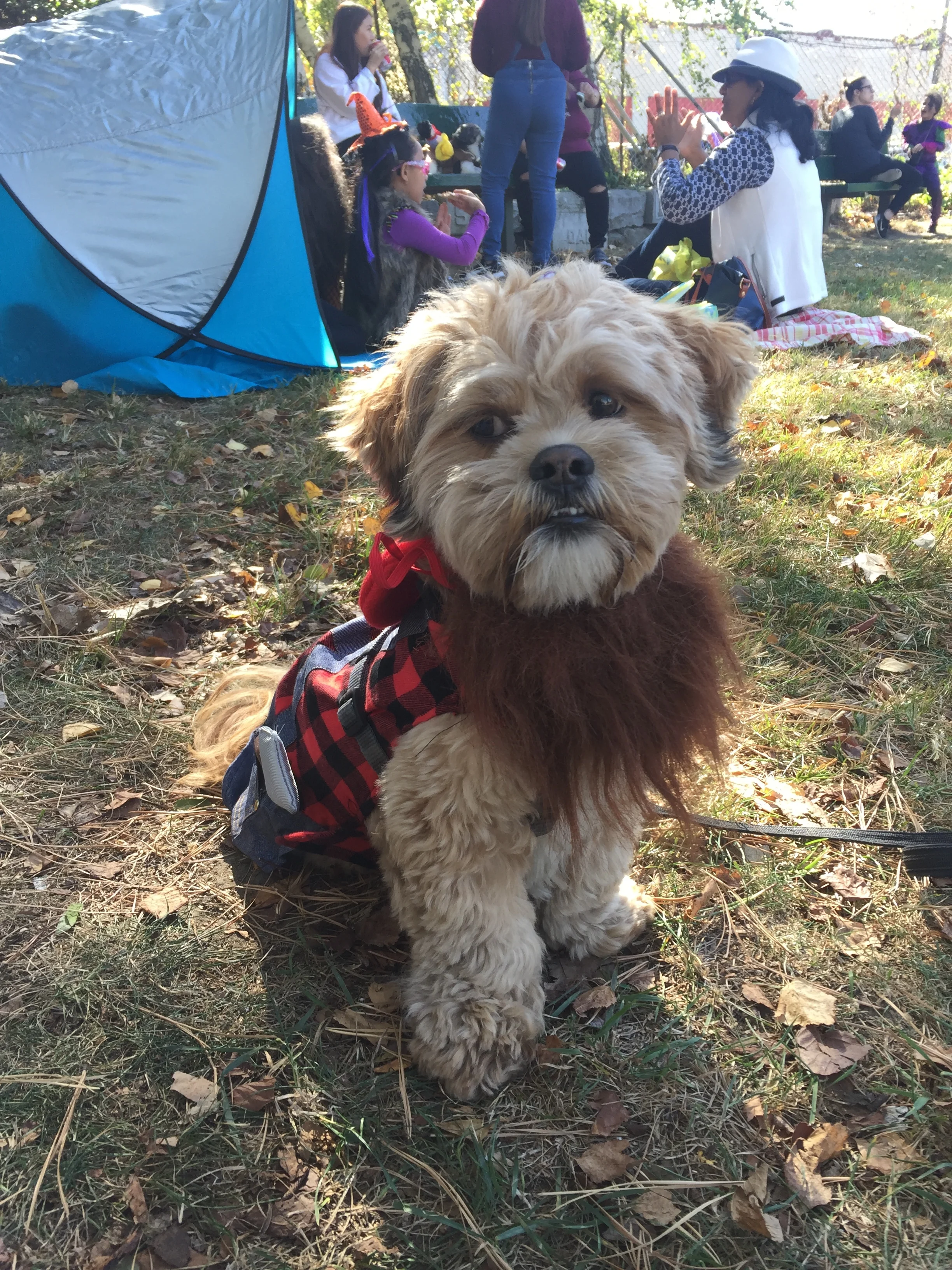 Thank You for Helping Oscar, He Fills the Household with Love