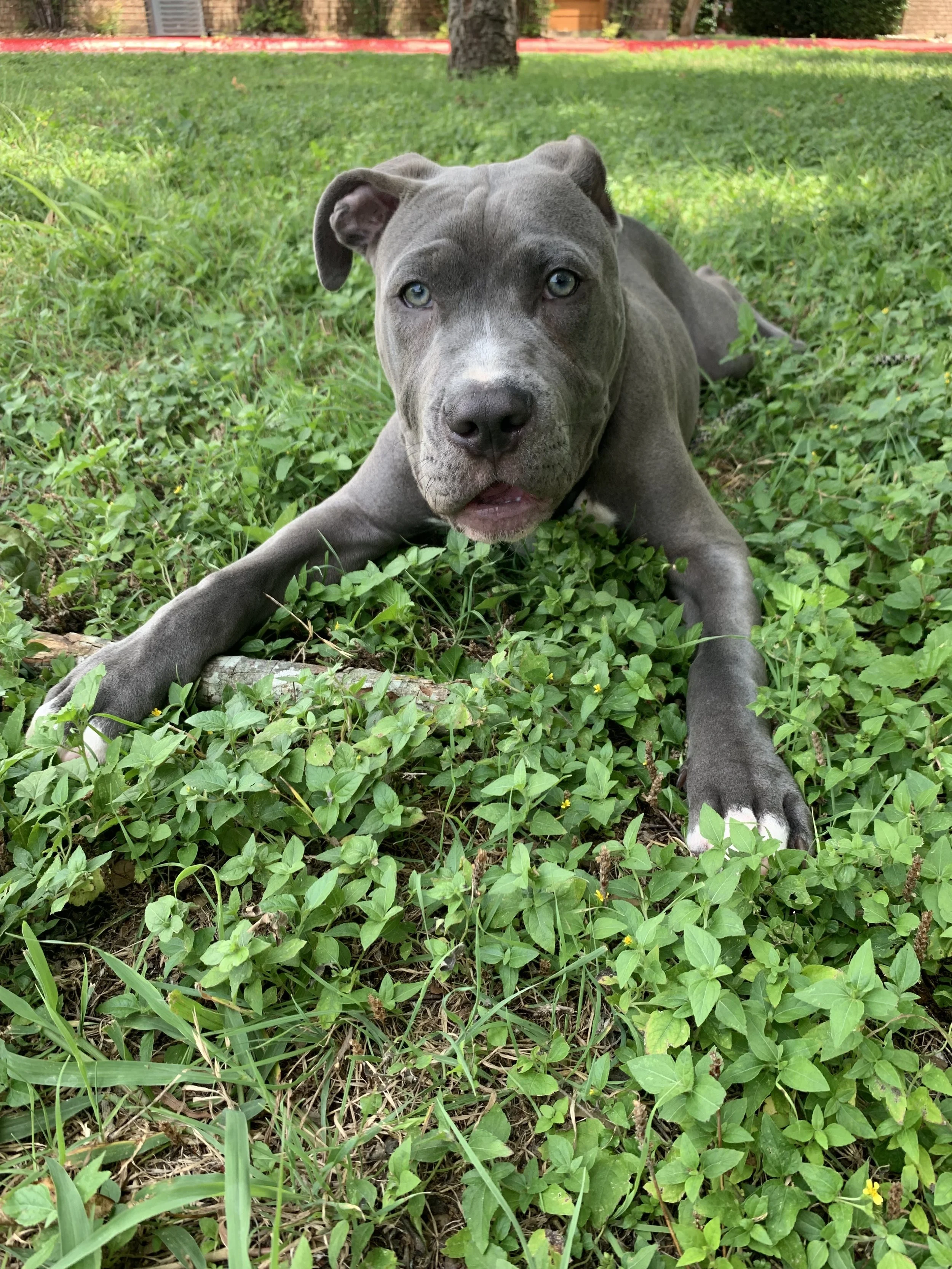 Thank You for Helping Our Baby Dexter!