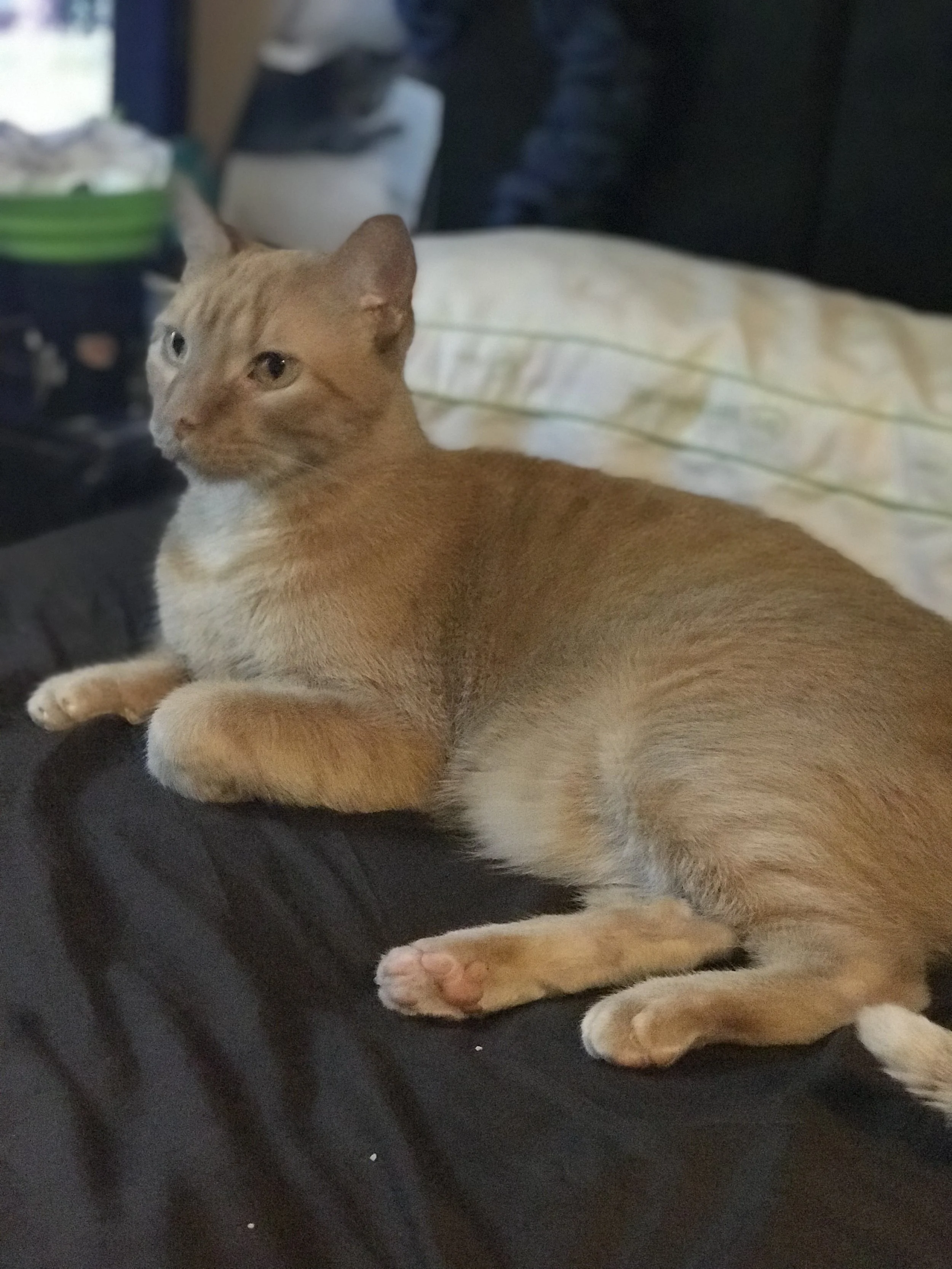 Thank You for Helping My Fur Baby Rasputin