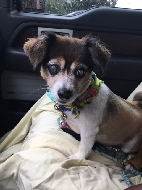 Sissy is doing Awesome Since Her Surgery