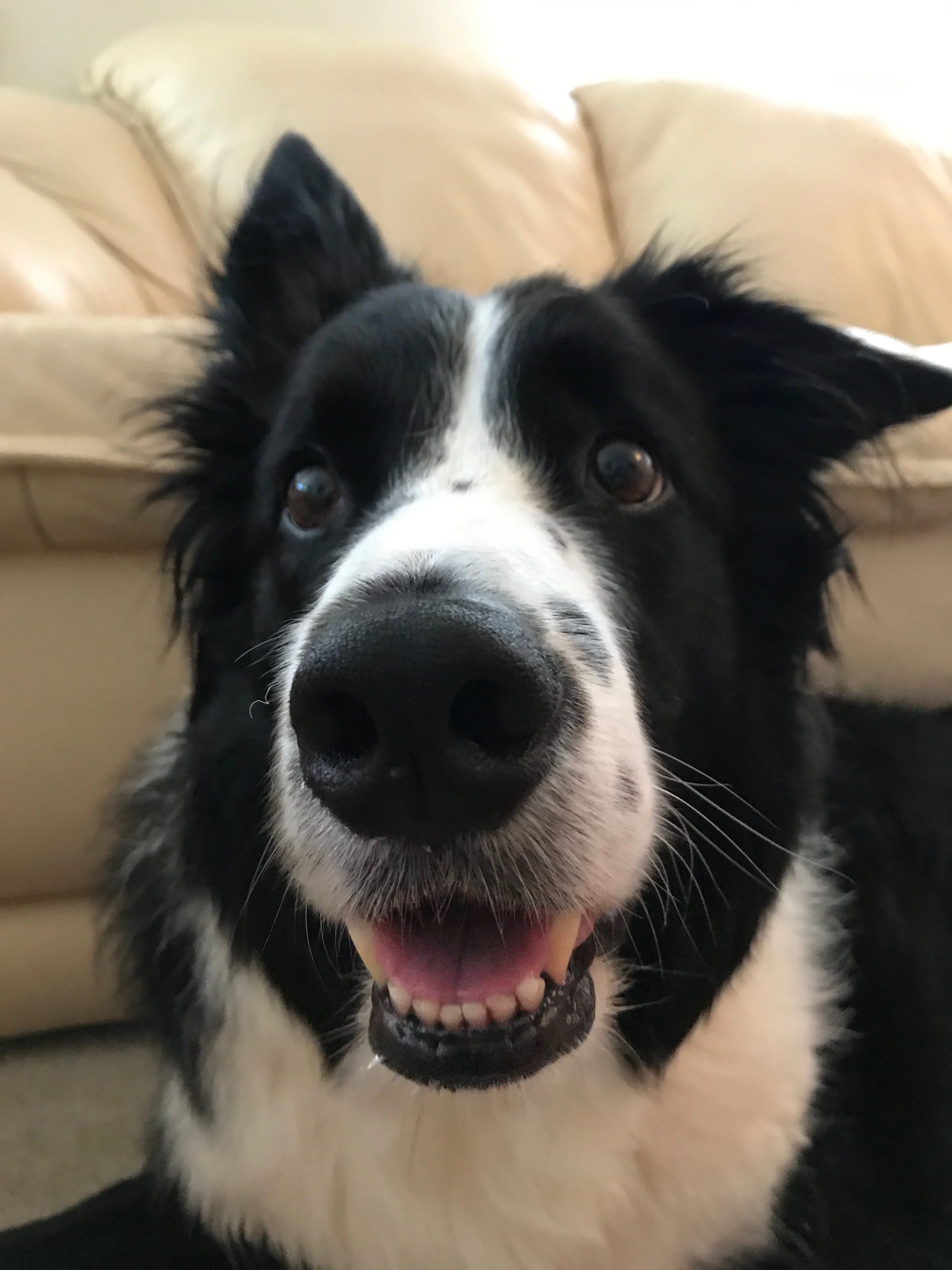 If You Can Be the Wings of his Angel I Believe Simba Can Come Home Healthy