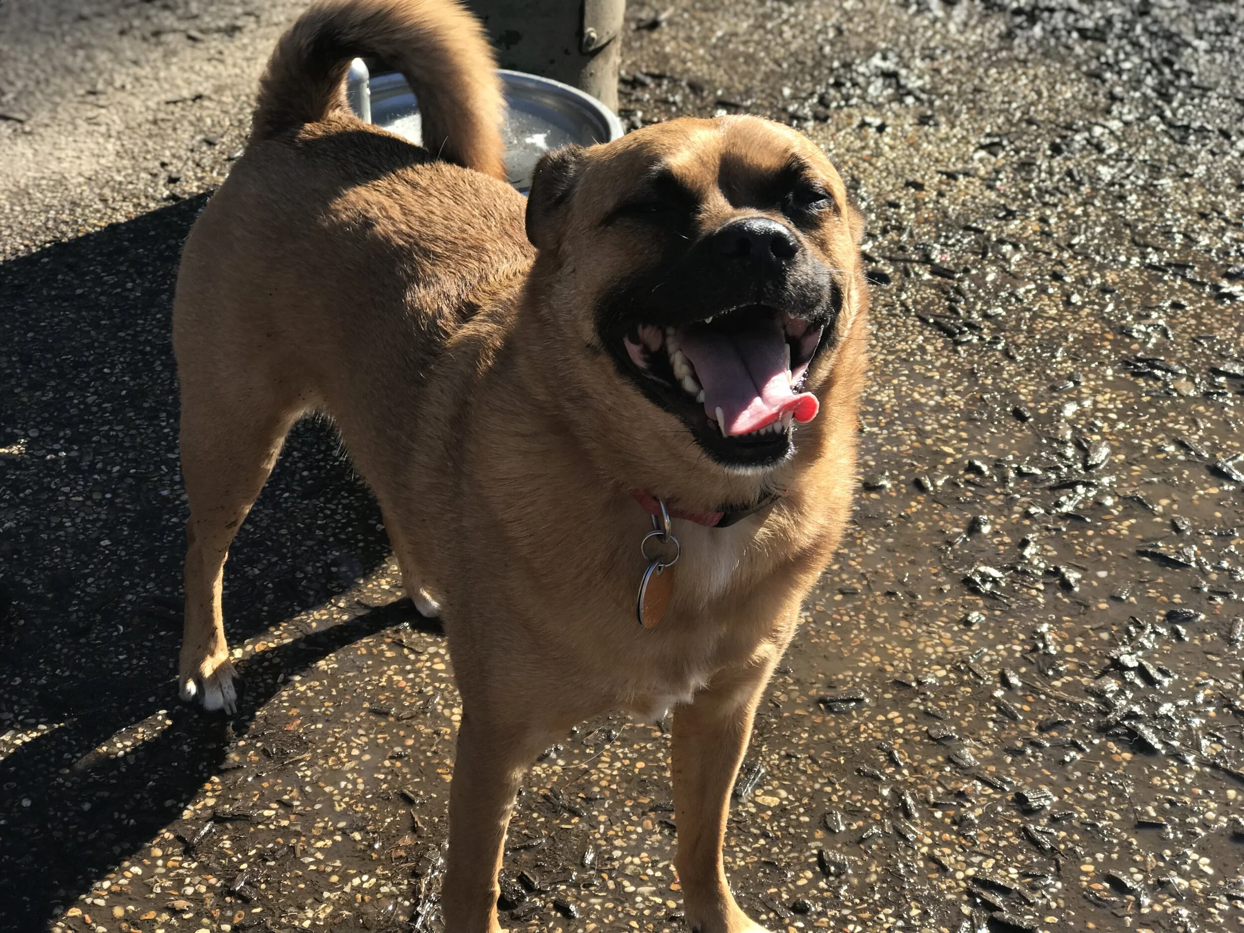 Thank You to Every Single Person Who Donated to Help Save Mochi