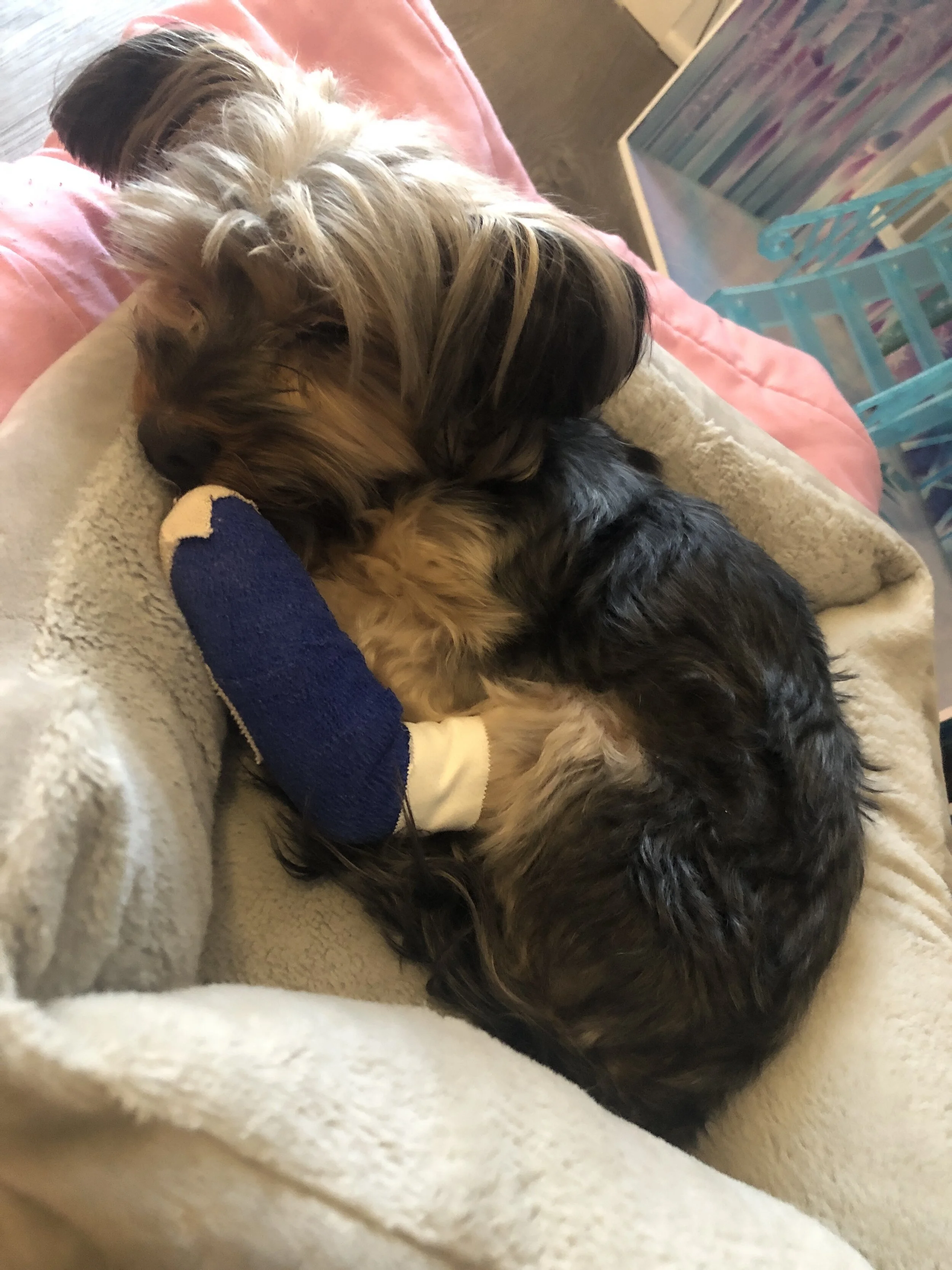 Thank You for Helping Riley, We Just Want Him to Be His Happy Self Again!