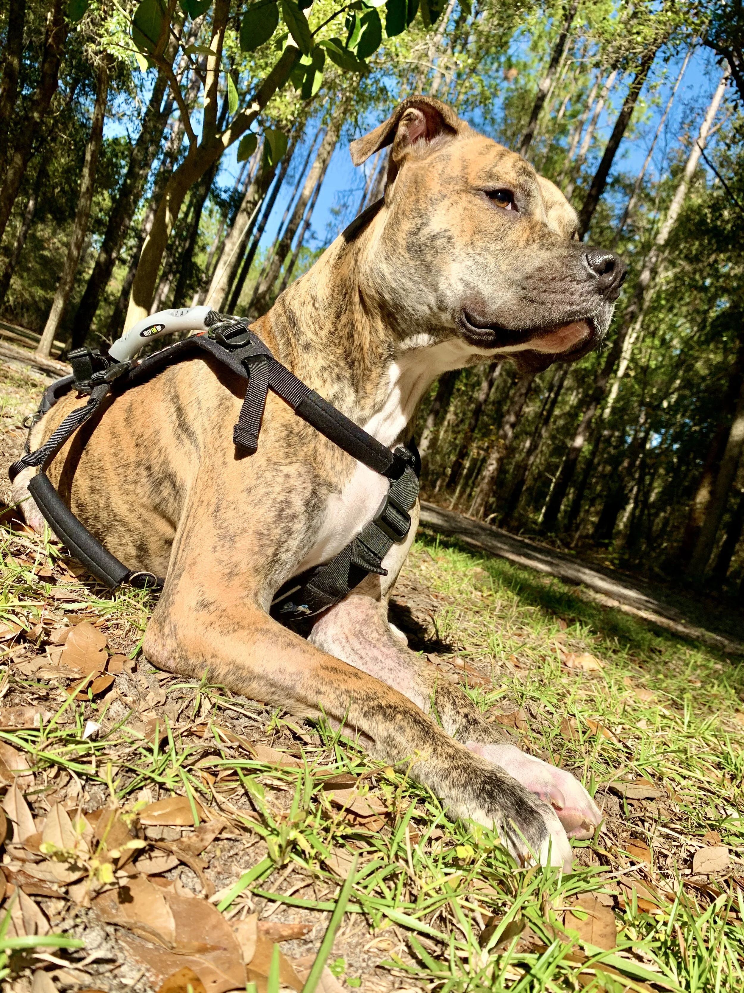 Thank You From the Bottom of Our Hearts for Helping Save Potter!