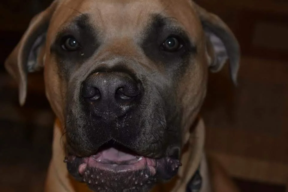 Thank You to Everyone Who Helped Hercules, He Means the World to Me