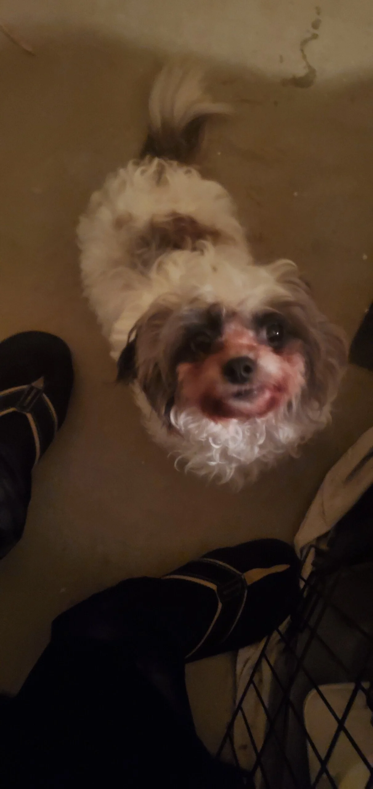 Thank You for Helping Bentley, He's Already A Part of the Family