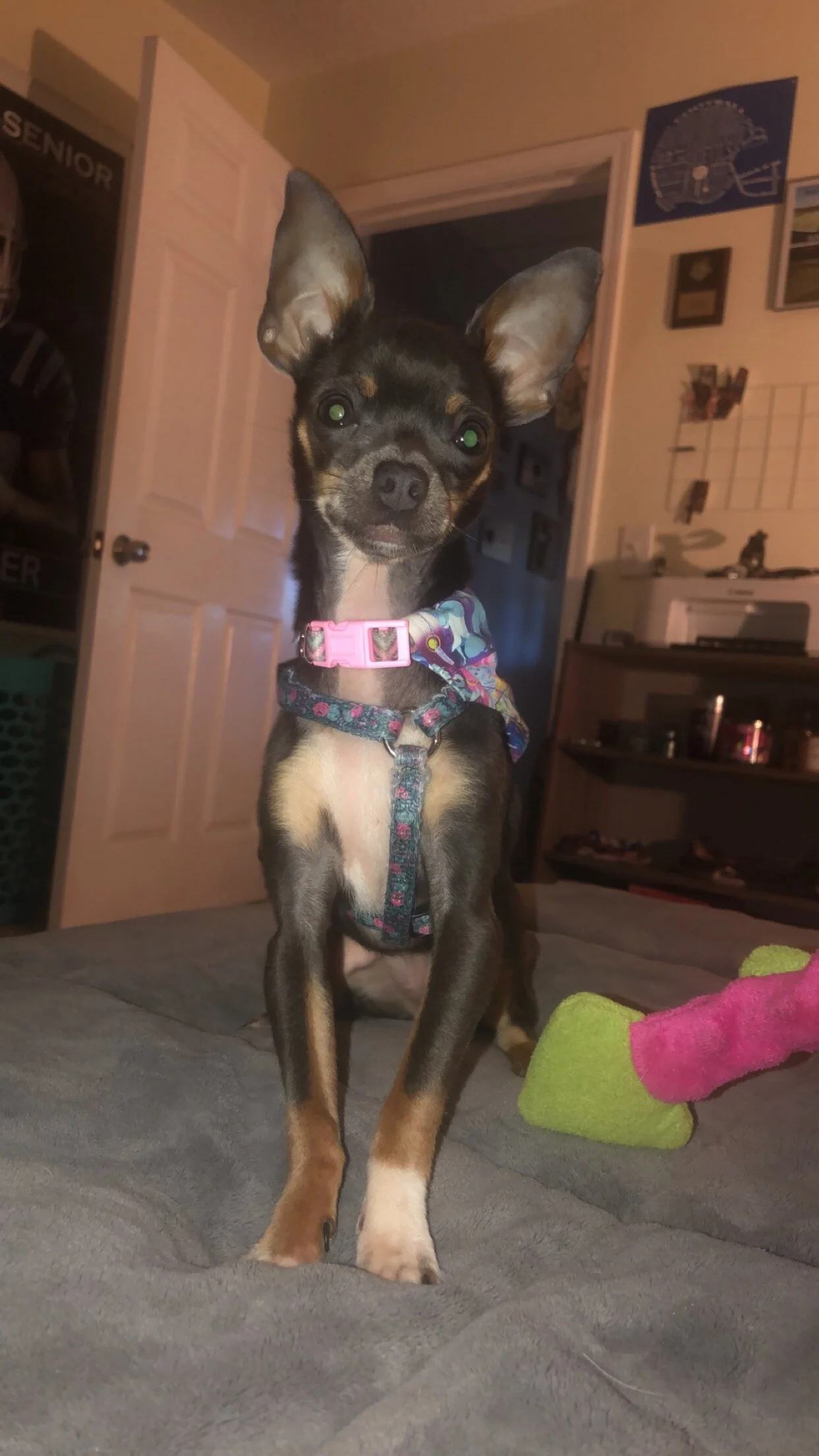 Thank You for Helping With Our Sweet Chloe's Surgery, This Truly Means the World To Us