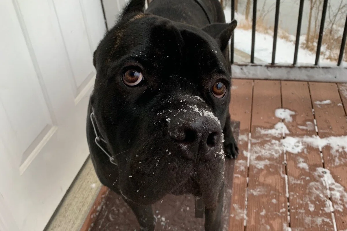I Just Want to Care for Apollo So He is Out of Pain, Thank You