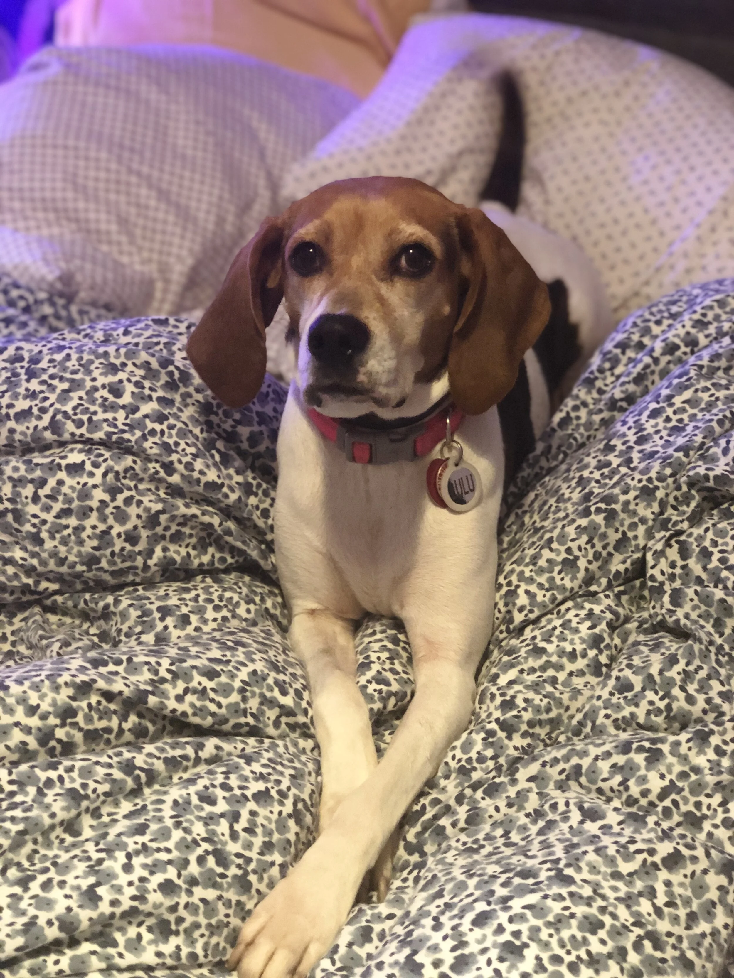 We Are So Grateful Lulu and Warren received the help they needed,  now we have our girl and kitty back