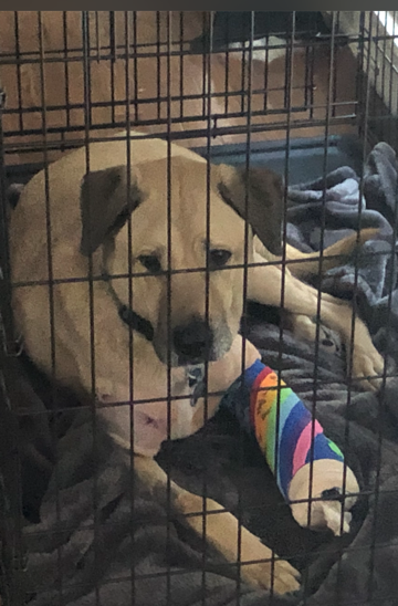 Thank You for Helping Ziggie and for All That You Do!