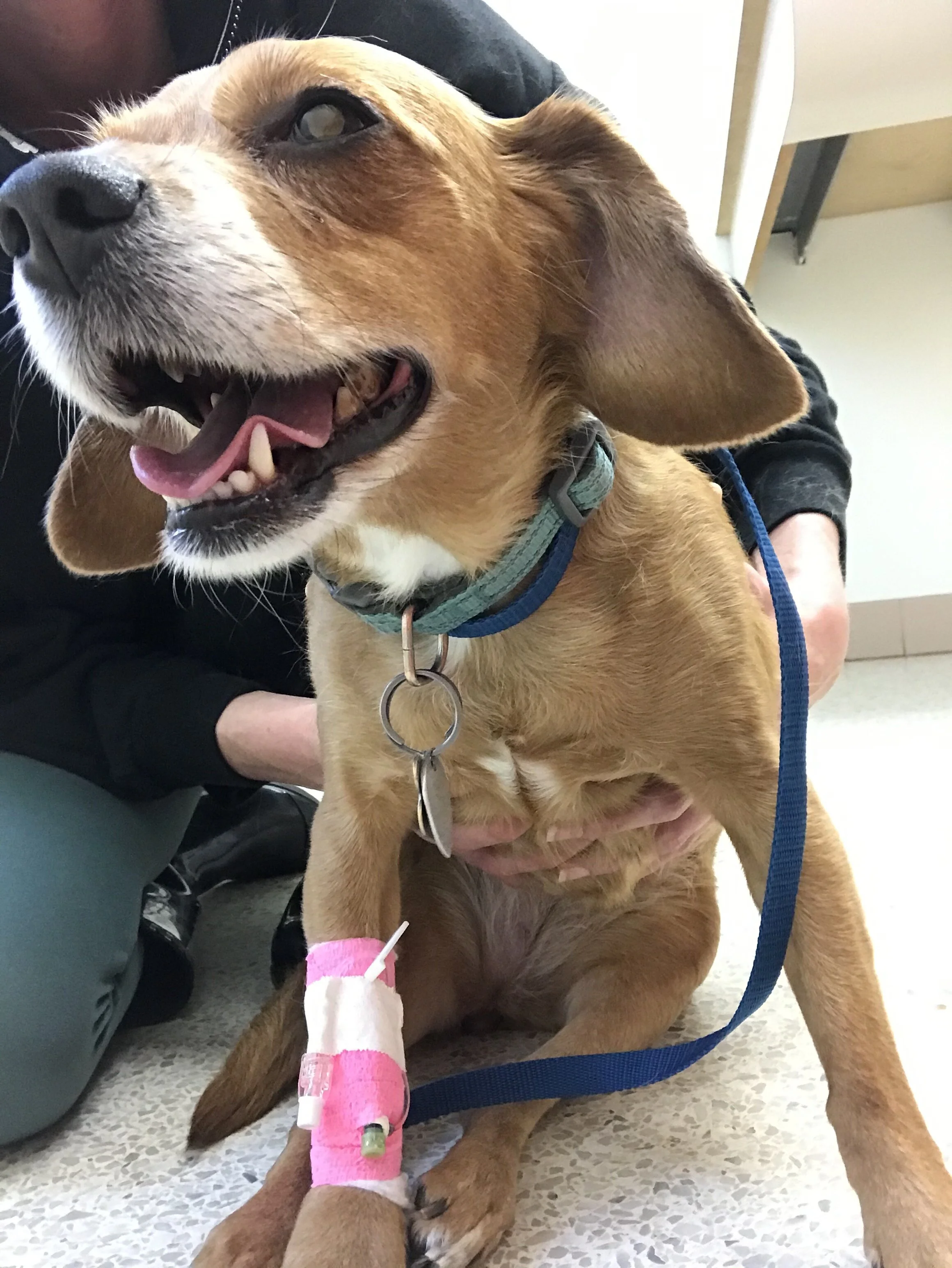 Thank You for Helping Khloe - We Just Want Our Girl Back Home With Us