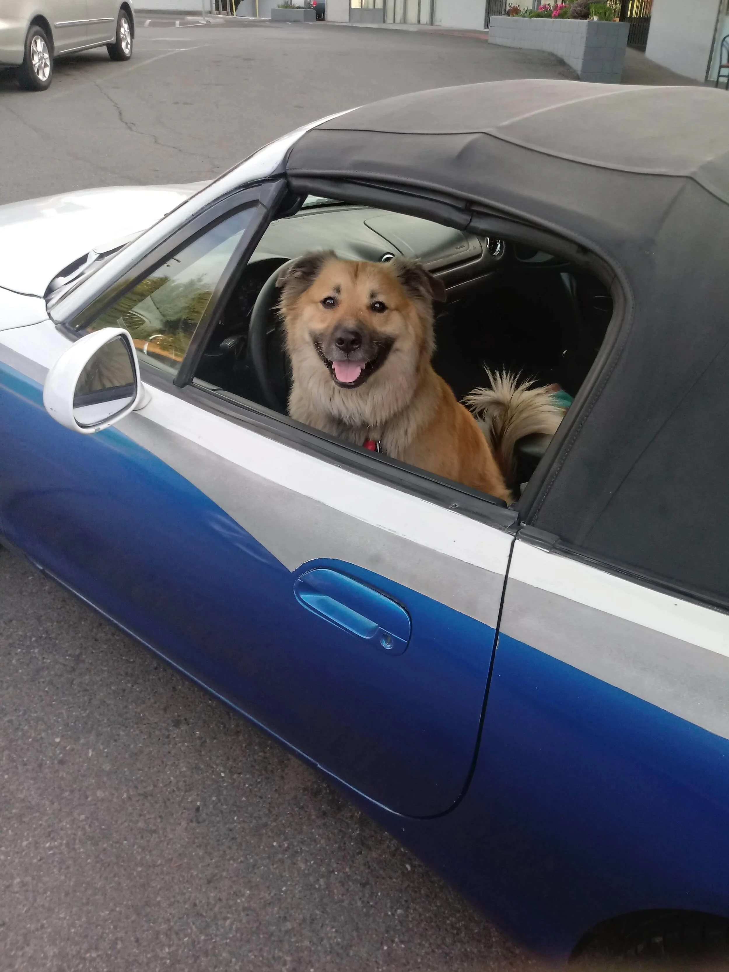 Thank you for helping me restore Cosmo to be able to walk again, we are eternally grateful!