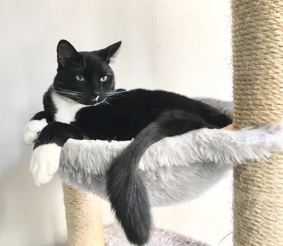 There are no words to express how grateful my son and I are to have our cat Mel Brooks home and healthy again