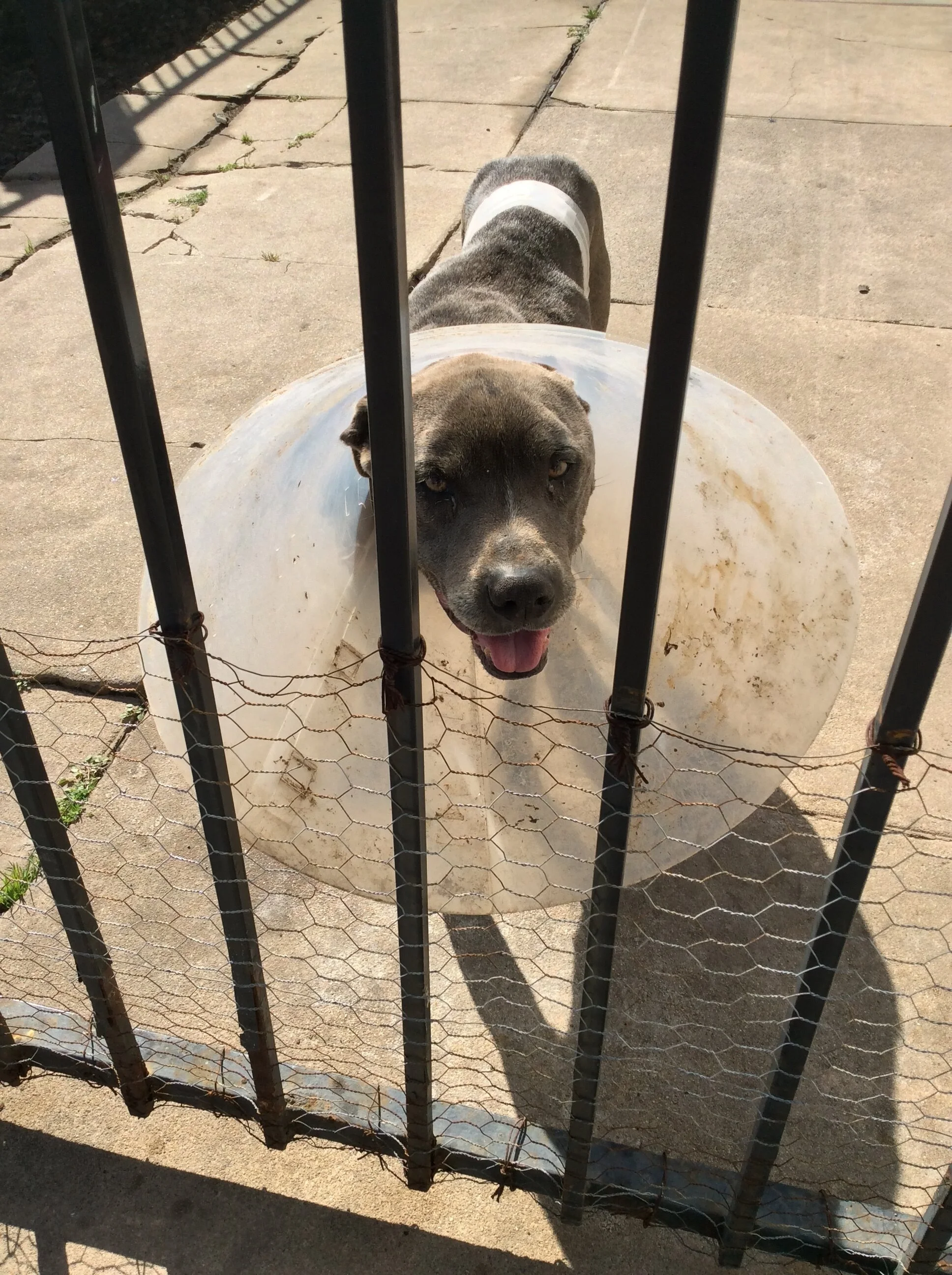 Thank You for Helping Blue, He is a Special and Loyal Dog