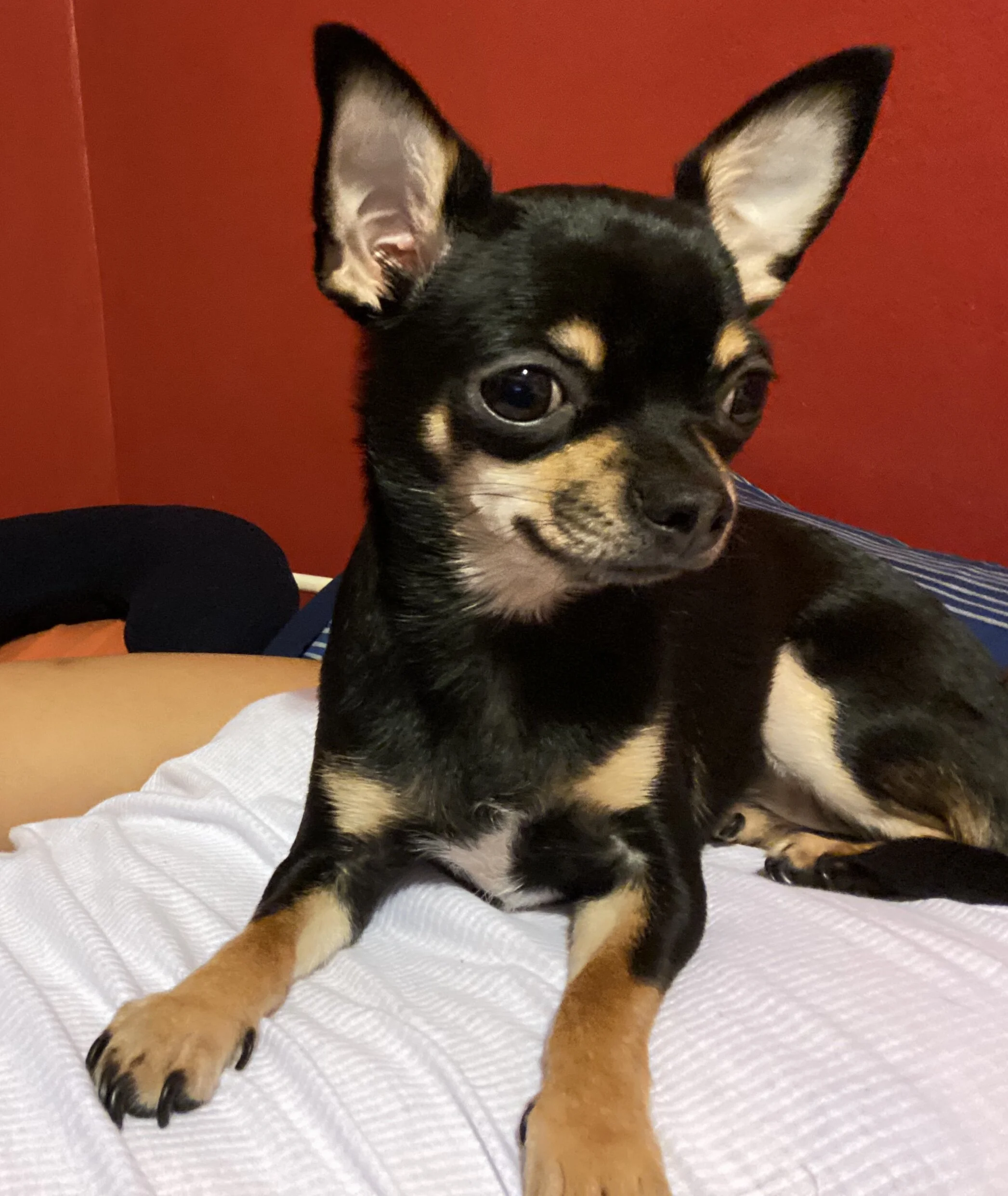 Canela Has Been Doing Amazing, Thank You from the Bottom of Our Hearts