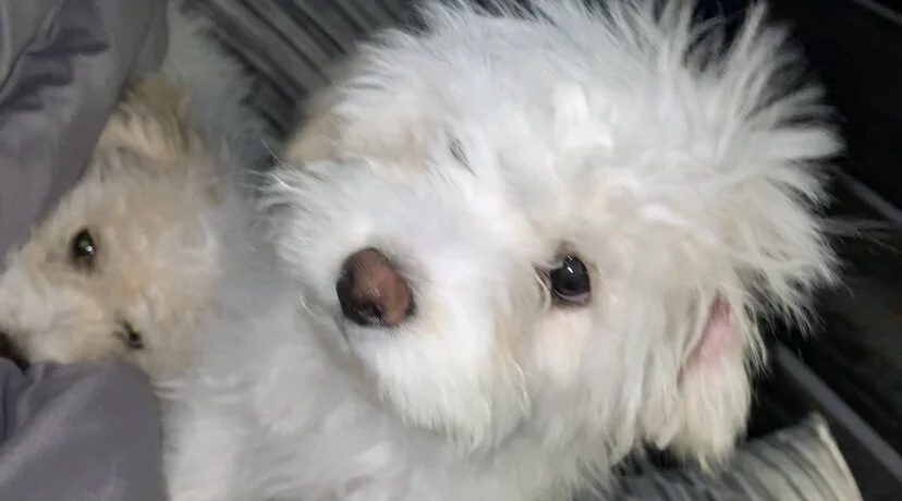 Thank You So Much from Milo, His Brother and I