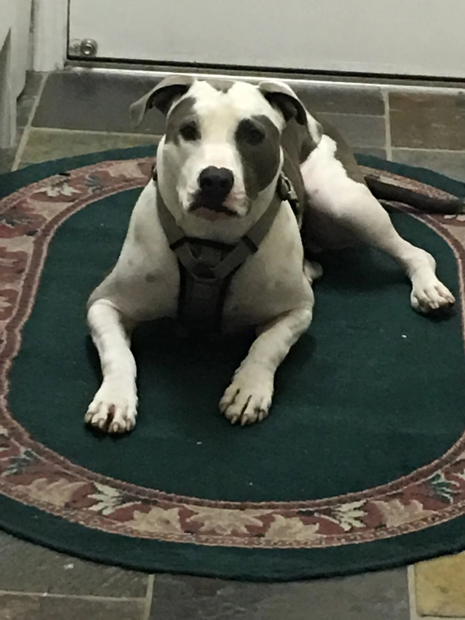 Thank You for Helping Rambo and Making My Family Whole Again